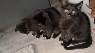 Süße Kitten
