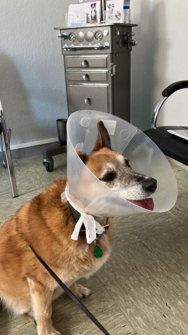 Benny beim Tierarzt