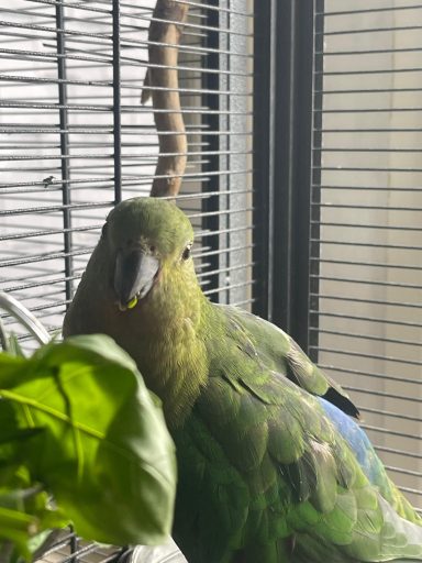 Loki